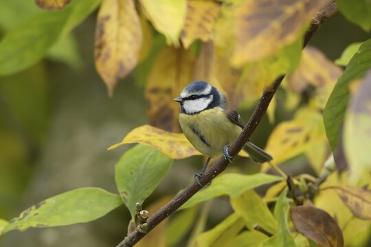Blue tit (Cyanistes Caeruleus) adult bird on a garden Magnolia tree with autumn colour leaves, England, United Kingdom
