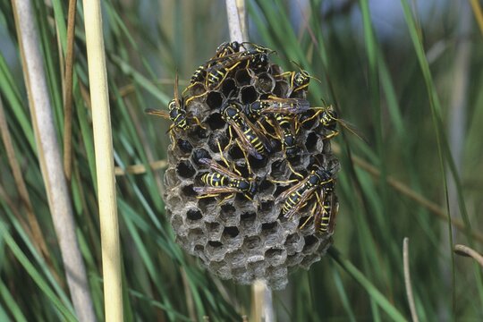 Field wasps (Polistinae) at the nest, Allg&auml;u, Bavaria, Germany, Allg&auml;u, Bavaria, Germany