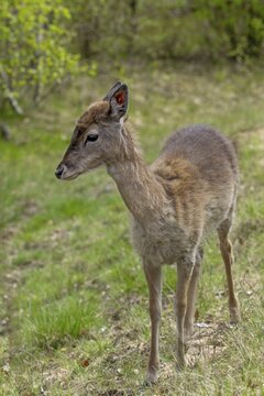 The fallow deer calf (Dama dama) survived the winter without its mother and we are growing hopeful that the young deer will find its way to a fallow deer enclosure about 3 kilometres away, sad, sweet, cute, Germany
