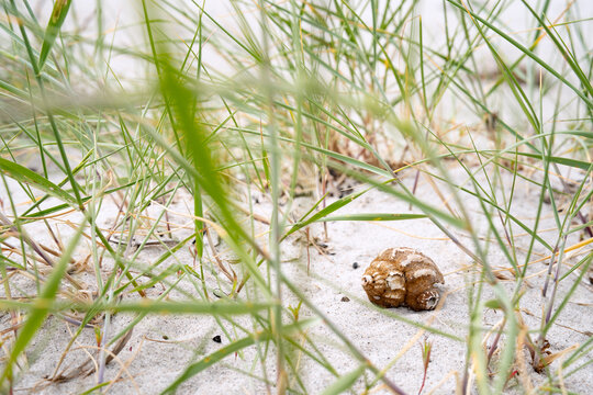 Seashell on white sand in green dune grass. Quiet beach scene. Background for relaxation and vacation.