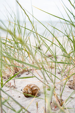 Seashell on white sand in green dune grass. Quiet beach scene. Vertical background for relaxation and vacation