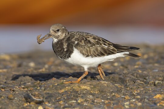 Ruddy turnstone (Arenaria interpres) adult wading bird in winter plumage with food in its beak, England, United Kingdom