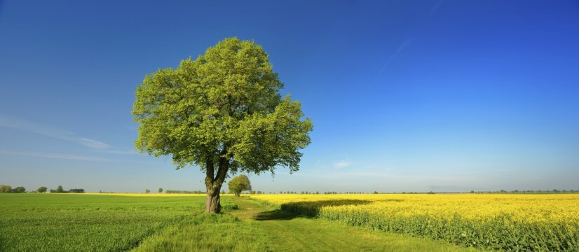 Cultural landscape in spring, old lime trees on a field path between a grain field and a flowering rape field, blue sky, Burgenlandkreis, Saxony-Anhalt, Germany