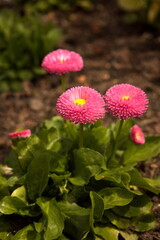Bellis © Marlene