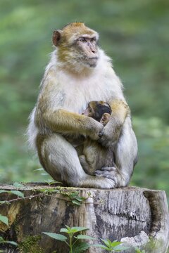 Barbary Macaque (Macaca sylvanus) adult female with young, 12 weeks, native to Morocco, captive, Rhineland-Palatinate, Germany