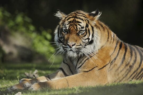 Sumatran tiger (Panthera tigris sumatrae), male, captive, occurring on Sumatra, Indonesia