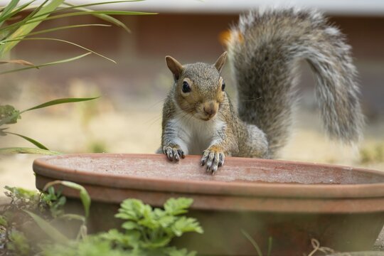 Grey squirrel (Sciurus carolinensis) adult animal by a garden plant pot saucer in summer, England, United Kingdom