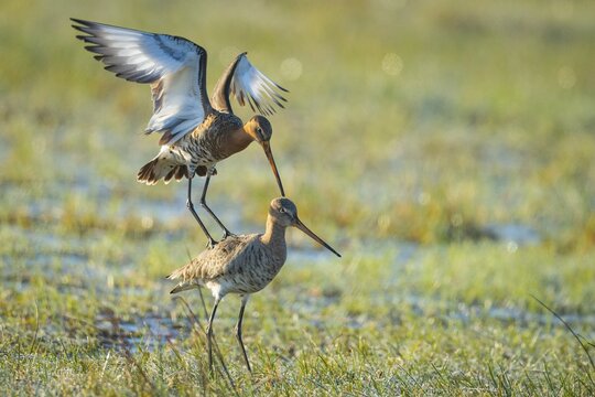 Black-tailed Godwit (limosa limosa) in a wet meadow, mating, Lake D&uuml;mmer, Lembruch, Lower Saxony, Germany