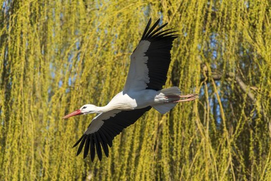 A stork flies past green hanging branches in sunny surroundings, white stork (Ciconia ciconia), wildlife, Germany
