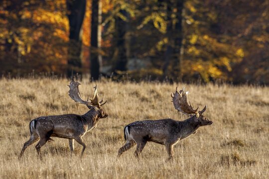 Two fallow deer (Dama dama) against the autumnal backdrop of a copper beech forest, rut, deer rut, mating season, Denmark