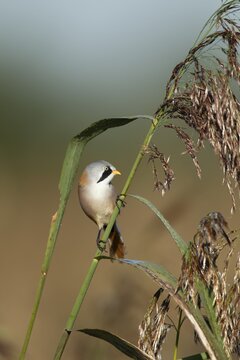 Bearded tit or reedling (Panurus biarmicus) adult male bird on a reed stem in a reedbed, England, United Kingdom