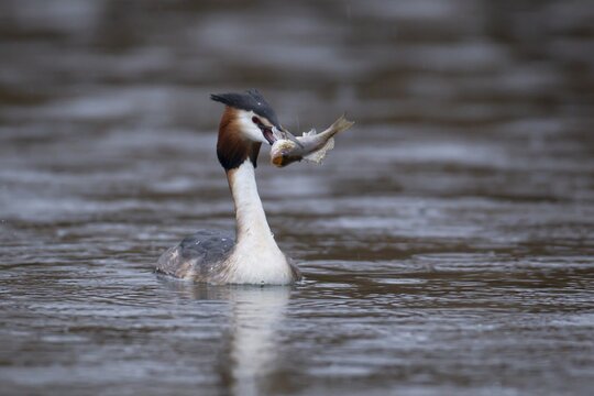 Great crested grebe (Podiceps cristatus) adult bird on a lake with a Bullhead fish for food in its beak, Norfolk, England, United Kingdom