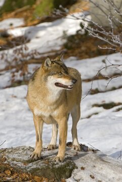 Gray Wolf or Timber wolf (Canis lupus lycaon), Bavarian Forest National Park, Bavaria, Germany, Europe