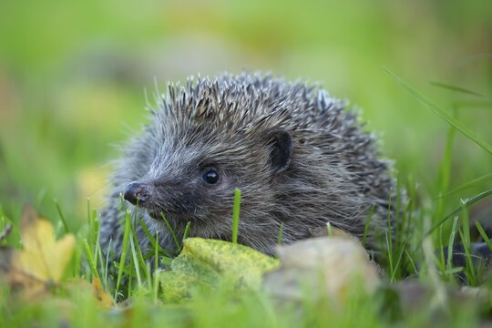 European hedgehog (Erinaceus europaeus) adult animal on a garden gras lawn in autumn, England, United Kingdom