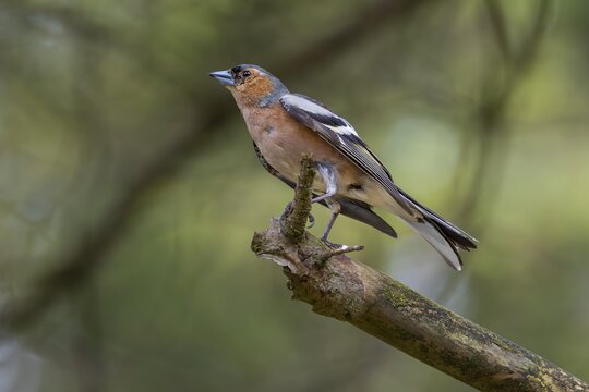 The male chaffinch (Fringilla coelebs) threatens an intruder that has invaded its territory with outspread wings, breeding plumage, territory, social behaviour, territorial behaviour, Denmark