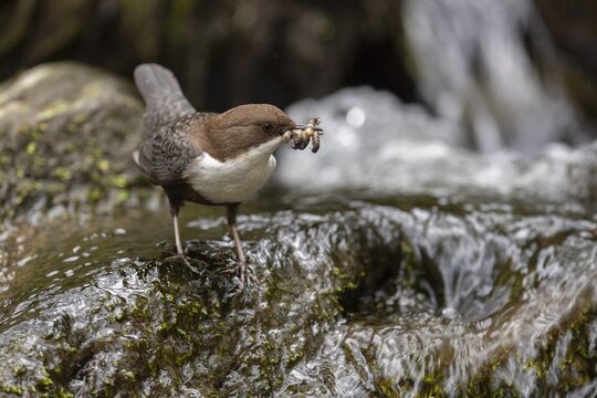 White-throated Dipper with prey at the mountain stream, Bitburg, Rhineland-Palatinate, Germany