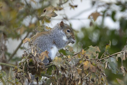 Grey squirrel (Sciurus carolinensis) adult mammal eating Field maple tree seeds in autumn, England, United Kingdom