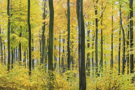Autumnally colored beeches (Fagus sylvatica) in the forest in the first snow, Harz, Thale, Saxony-Anhalt, Germany