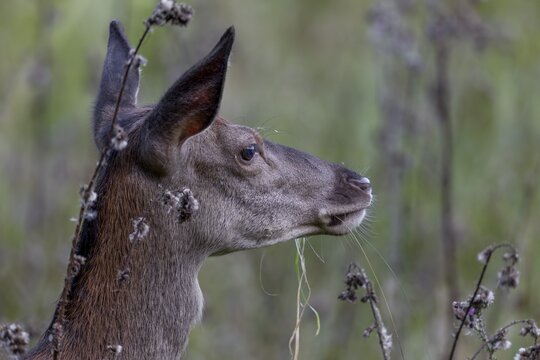 The red deer (Cervus elaphus) comes so close to my hiding place that I can only take portraits, August, Germany