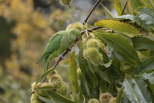 Ring-necked or Rose-ringed parakeet (Psittacula krameri) adult parrot bird in a Sweet chestnut tree, London, England, United Kingdom