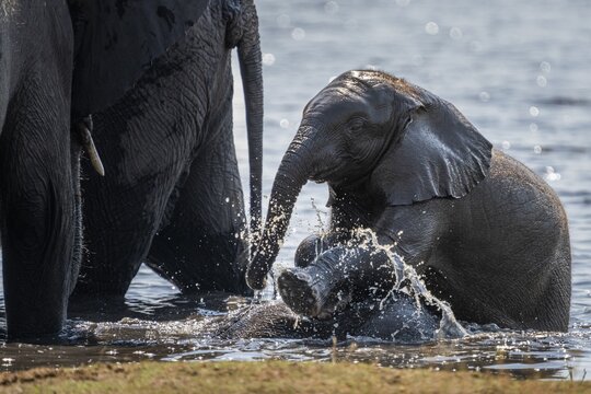 Baby elephants, Loxodota africana, are playing in the water an adult animal elephant. Chobe National Park, Botswana