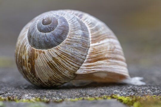 Vineyard snail (Helix pomatia), Bad M&uuml;nstereifel, North Rhine-Westphalia, Germany