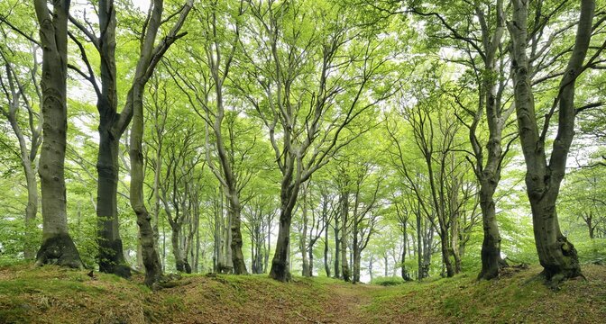 Natural Beeches forest (Fagus) with gnarled overgrown trees in spring, Erzgebirge, Czech Republic