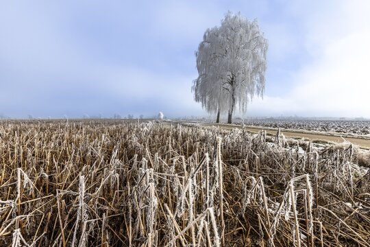 Single tree in the middle of frost-covered fields under a grey sky, hoarfrost in Unterallg&auml;u, Bavaria, Germany