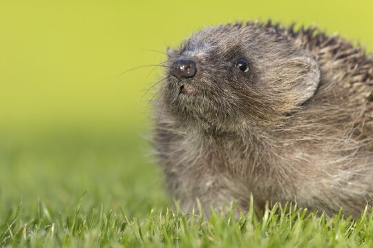 European hedgehog (Erinaceus europaeus) adult animal on a garden grass lawn, England, United Kingdom