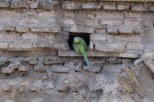 Ring-necked or Rose-ringed parakeet (Psittacula krameri) adult bird preening in a hole in an ancient city building, Rome, Italy