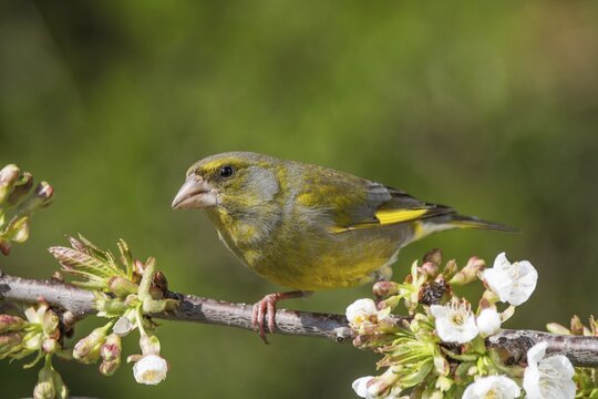 A male greenfinch (Carduelis cloris) sits quietly on the branch of a flowering cherry tree, Baden-W&uuml;rttemberg, Germany