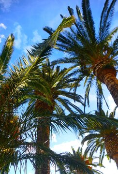 Tropical palm high in the sky in Mediterranean city summer tropical plant background