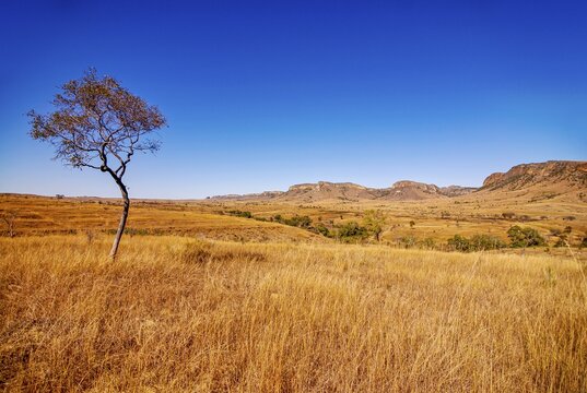 Savannah in the Isalo National Park, Madagascar, Indian Ocean