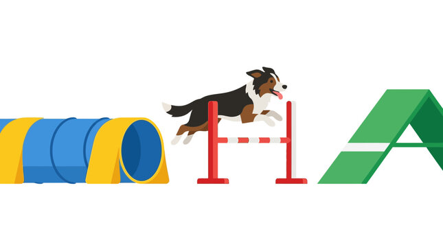 Dog agility training, border collie jumping over hurdle, tunnel, ramp