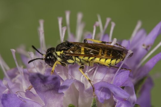 Leaf wasp (Tenthredo spec.) an Field scabious (Knautia arvensis), Baden-W&uuml;rttemberg, Germany