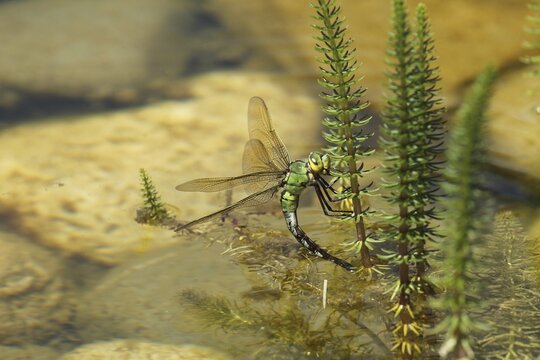 Large damselfly (Anax imperator) laying eggs on common mare's tail (Hippuris vulgaris) in water, Allg&auml;u, Bavaria, Germany