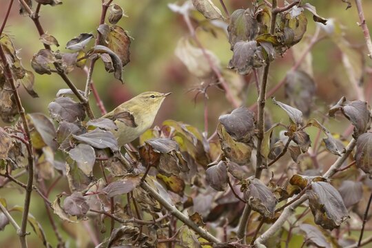 Chiffcaff (Phylloscopus collybita) adult bird on a dogwood tree with autumn colour leaves, England, United Kingdom