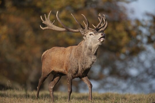 Red deer (Cervus elaphus) adult male stag roaring during the rutting season in a woodland in autumn, England, United Kingdom