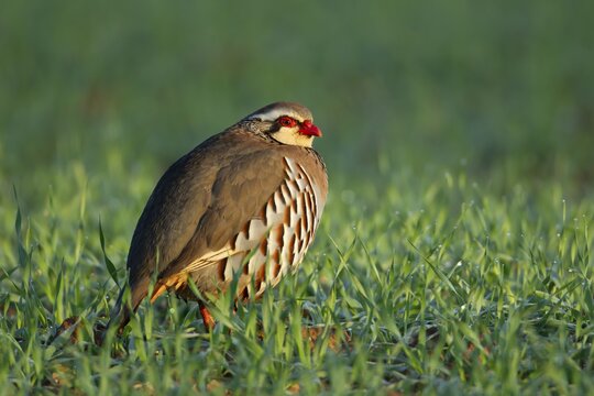 Red legged or French partridge (Alectoris rufa) adult bird in a farmland cereal field, England, United Kingdom