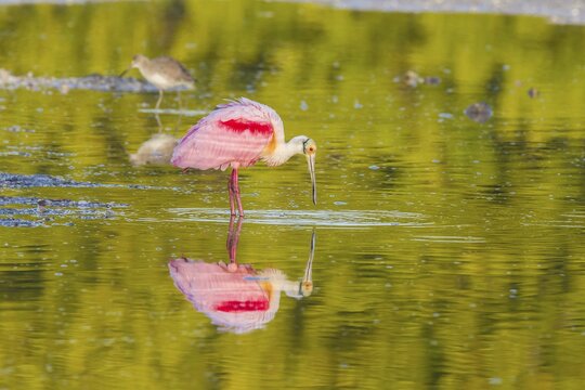 Roseate spoonbill (Ajaia ajaja), reflection in water, Ding Darling National Wildlife Refuge, Sanibel Island, Florida, USA