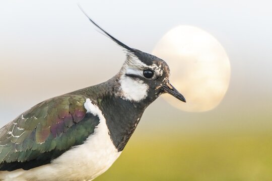 D&uuml;mmer nature park Park, Lower Saxony, GermanyA lapwing (Vanellus vanellus) with dark and iridescent feather colour against a blurred background, D&uuml;mmer Nature Park, Lower Saxony, Germany