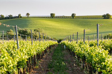 Fototapeta premium vineyard in early summer in Czech Moravia