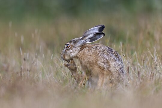 With the long claws of its hind legs, the brown hare (Lepus europaeus) reaches areas in order to scratch itself, Germany