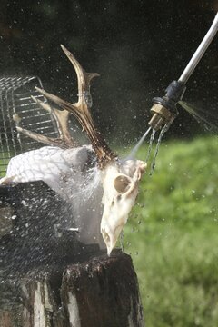 European roe deer (Capreolus capreolus) Roebuck trophy processing, using steam jet to spray off meat remains from antlers, Lower Austria, Austria