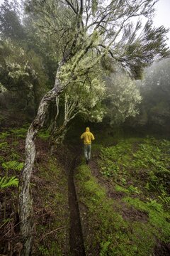 Hikers between lichen-covered trees, in fog, hiking trail at the Levada do Brasileiro, Madeira, Portugal