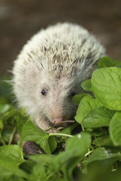 European Hedgehog (Erinaceus europaeus) albino, adult walking in a wood in the springtime, Suffolk, England, United Kingdom