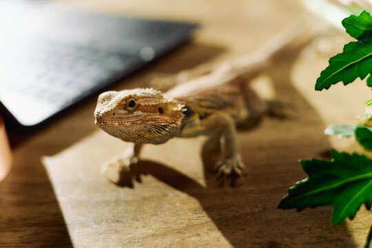 Close up of bearded dragon lizard resting on desk near laptop, suggesting exotic pet care in workspace. Suitable for pet ownership, veterinary, reptile care marketing