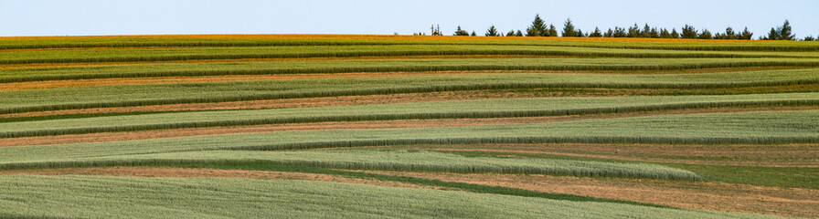 Fototapeta premium rolling green fields in early summer in Czech Moravia