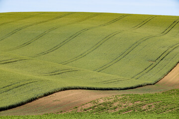 Obraz premium rolling green fields in early summer in Czech Moravia