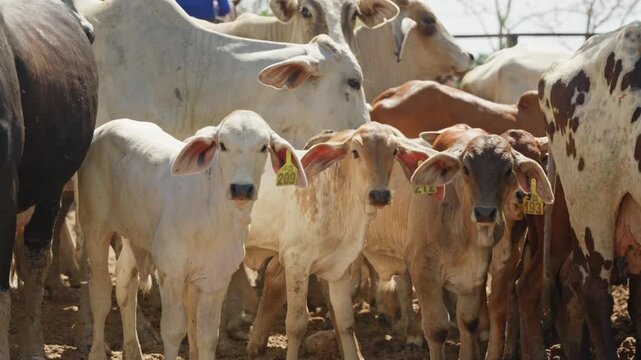 Terneros y reses Brahman agrupados en corral durante jornada de manejo ganadero